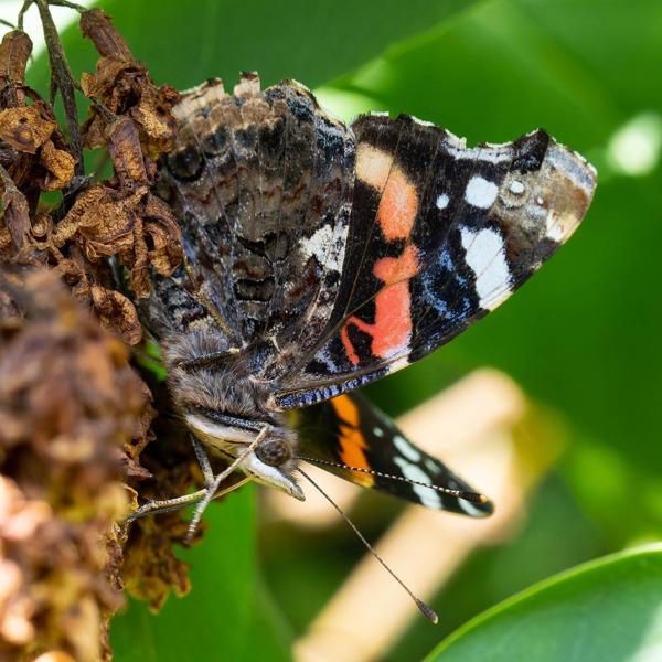 Atalanta (Vanessa atalanta)